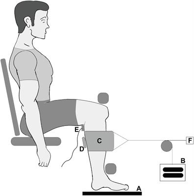 The Effect of Multidirectional Loading on Contractions of the M. Medial Gastrocnemius